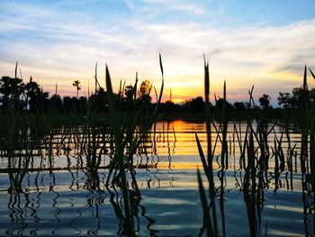 Silhouette plants by lake against sky during sunset