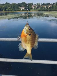 Close-up of fish hanging on lake