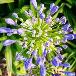 Close-up of purple flowers blooming outdoors