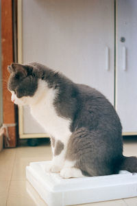 Close-up of a cat looking away