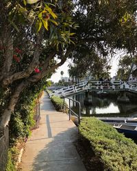 Trees by water