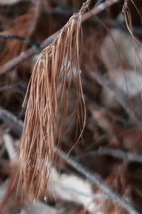 Close-up of dried plant on field