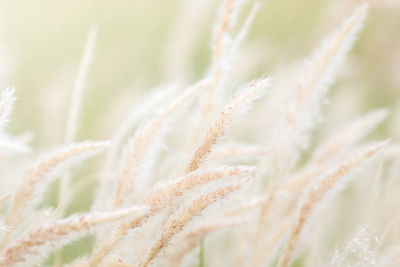 Summer background, dry grass flower blowing in the wind, 