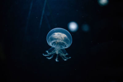 Close-up of jellyfish swimming in sea