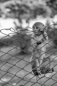 Close-up of monkey in cage