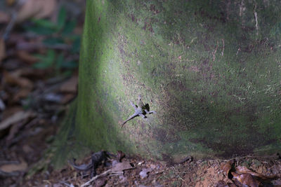 Close-up of insect