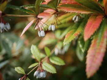 Close-up of flowers on branch