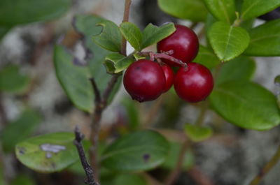 Close-up of red berries growing on tree