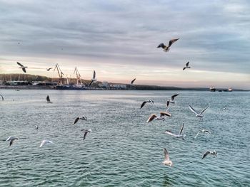 Seagulls flying over sea against sky