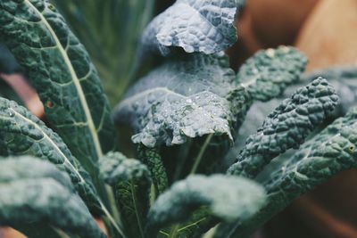 Close-up of fresh green cabbage plants