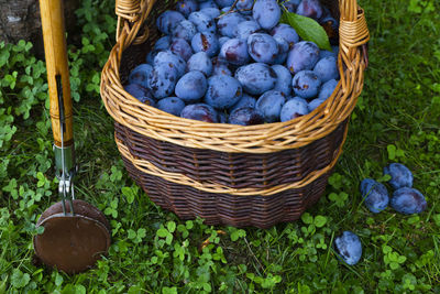 High angle view of blackberries in basket