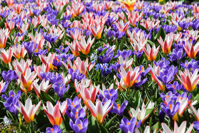 Close-up of purple crocus flowers on field