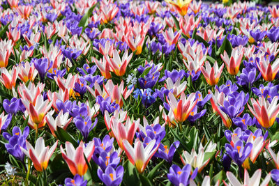 Welcome spring  flowers - beautiful tulip flowers background with orange and violet colors