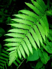 Close-up of green leaves