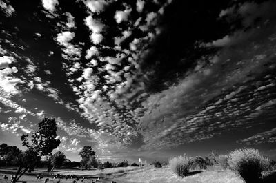 Trees on field against cloudy sky