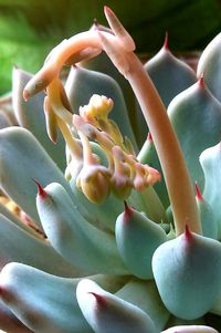 Close-up of snake on plant