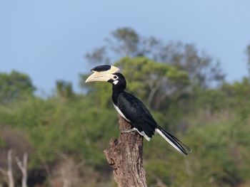 Close-up of bird perching on tree