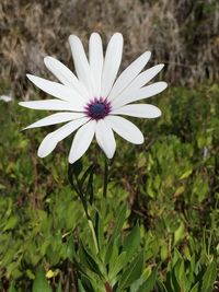 Close-up of pink flower blooming outdoors