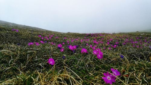 Purple flowering plants on field