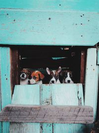 Portrait of dog with dogs on wood