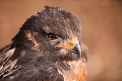 Close-up of a bird looking away