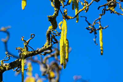 Low angle view of flowering plant against blue sky