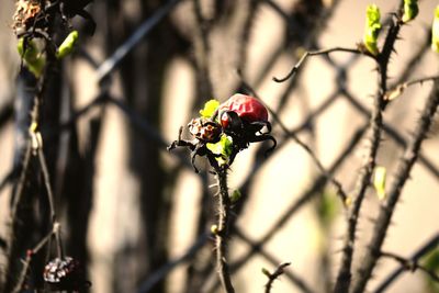 Close-up of ladybug on plant