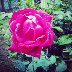 Close-up of pink rose blooming in park