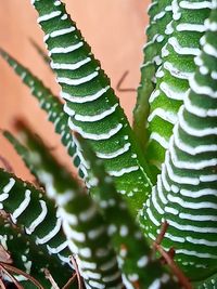 Close-up of succulent plant