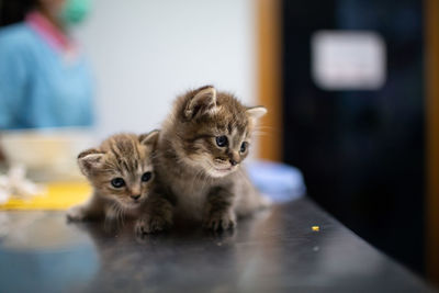 Kittens looking away on table