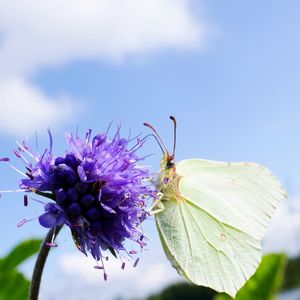 Close-up of butterfly pollinating on purple flower