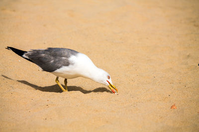 Close-up of seagull on sand