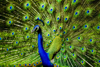 An indian male peacock dancing 