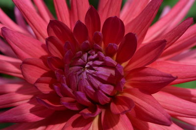 Close-up of pink dahlia