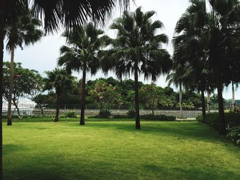 Trees in park