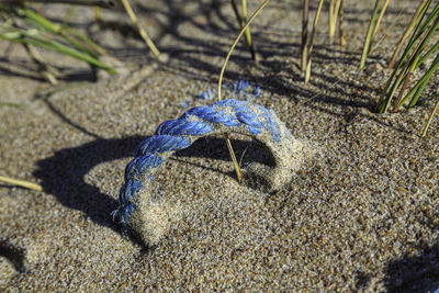High angle view of blue crab on sand