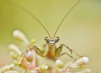 Close-up of insect on leaf