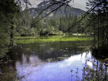 Scenic view of lake in forest