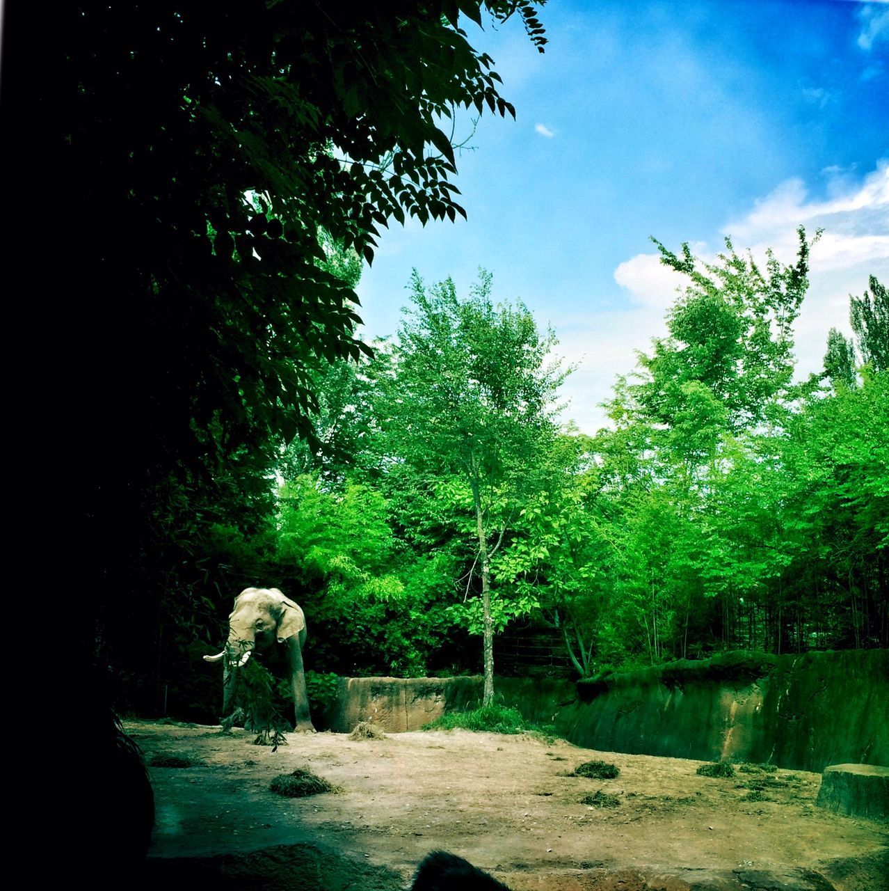tree, sky, water, green color, nature, growth, tranquility, animal themes, cloud - sky, cloud, tranquil scene, beauty in nature, park - man made space, day, scenics, outdoors, branch, full length, walking, sunlight