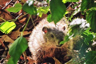 Close-up of groundhog on tree