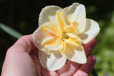 Close-up of hand holding rose flower