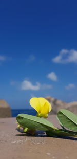 Close-up of yellow flowering plant on beach against blue sky