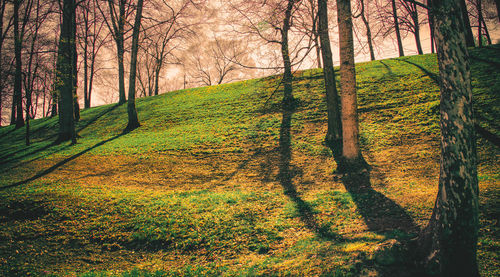 Trees in forest