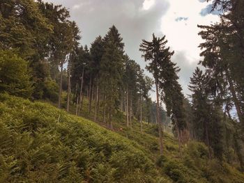 Pine trees in forest