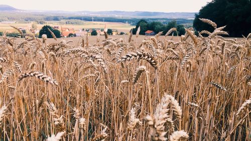 View of corn field