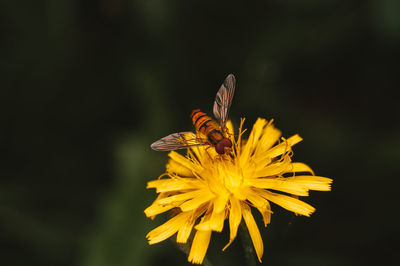 Close-up of butterfly pollinating on yellow flower