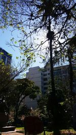 Low angle view of trees against sky