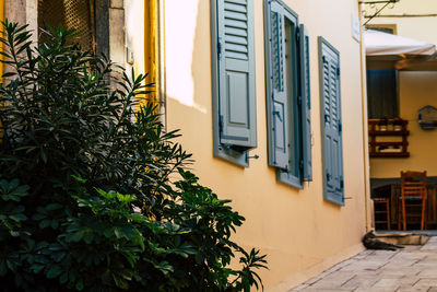 Potted plants outside building