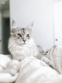 Close-up portrait of cat