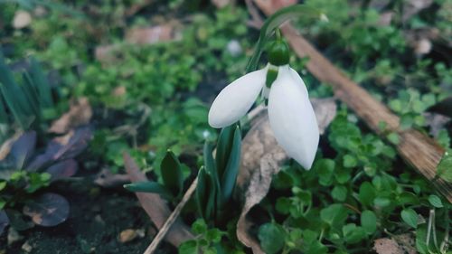 Close-up of white flowering plant on field